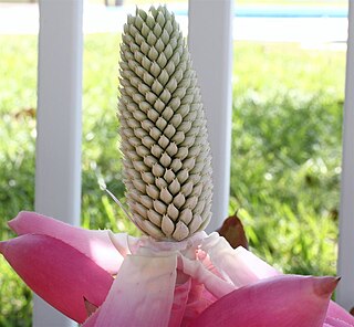 <i>Aechmea <span style="font-style:normal;">subg.</span> Pothuava</i> Subgenus of flowering plants