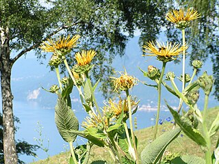 <span class="mw-page-title-main">Giardino Botanico Alpinia</span>