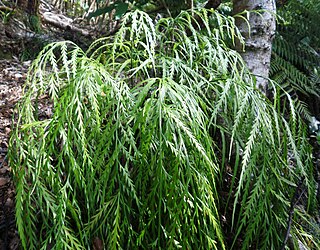 <i>Asplenium flaccidum</i> Species of fern in the family Aspleniaceae