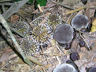 Balanophoraceae Family of flowering plants