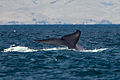 Tail flukes; Morro Bay, California