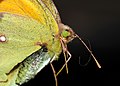 * Nomination Detail of a Clouded Yellow butterfly (Colias croceus), showing the head and wing scales - Alvesgaspar 11:43, 4 November 2007 (UTC) * Promotion Scary subject (the one by Lycaon seems more friendly) colorful and sharp. I'd like more DOF. --LucaG 22:56, 4 November 2007 (UTC)