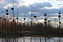 Heronry at Carp Hills, Ottawa, Canada Carp Ridge 2010-04.JPG