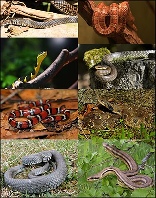 <span class="mw-page-title-main">Colubridae</span> Family of snakes