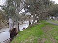 Edward River, Deniliquin