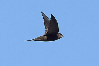 <span class="mw-page-title-main">Plain swift</span> Species of bird