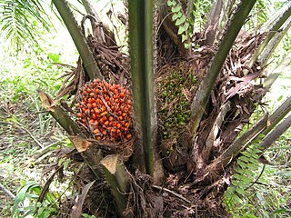 <span class="mw-page-title-main">Moambe</span> Ingredient made from palm nuts