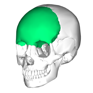 Frontal bone Bone in the human skull