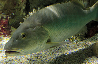 <span class="mw-page-title-main">Cubera snapper</span> Species of fish