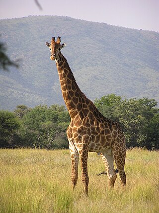 <span class="mw-page-title-main">South African giraffe</span> Subspecies of southern giraffe