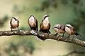 97 Grey-crowned Babblers 1605 uploaded by JJ Harrison, nominated by Tomer T,  24,  0,  0