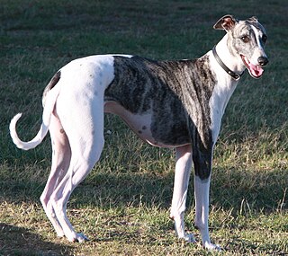 Greyhound Dog breed