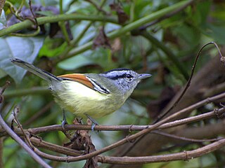 <span class="mw-page-title-main">Rufous-margined antwren</span> Species of bird