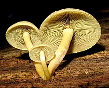 Hypholoma sp.