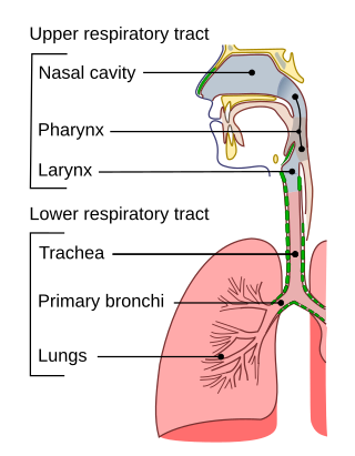 <span class="mw-page-title-main">Trachea</span> Cartilaginous tube that connects the pharynx and larynx to the lungs