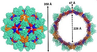 <i>Nodaviridae</i> Family of viruses