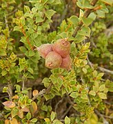 Kunzea pomifera