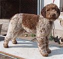 Lagotto Romagnolo.jpg