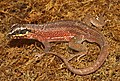 Image 16 Leiocephalus personatus Photo: H. Krisp Leiocephalus personatus is a species of curly-tailed lizard first described by Edward Drinker Cope in 1862. This specimen was photographed in the reptile zoo of Neu-Ulm, Germany. More selected pictures