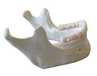 Mandible Lower jaw bone