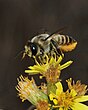 גזרנית (Megachile lagopoda), נקבה משחרת על טיון דביק, הכרמל