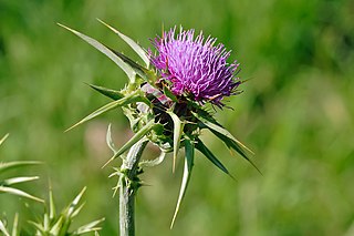 <span class="mw-page-title-main">Thistle</span> Common name of a group of flowering plants