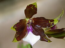 Miltonia kayasimae
This was the last species to be described and is the rarest one, having been found just a couple of times in Sao Paulo State, in Brazil. Miltonia kayasimae.jpg