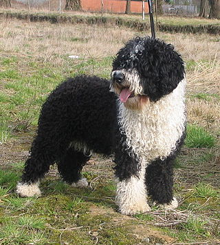 <span class="mw-page-title-main">Spanish Water Dog</span> Dog breed