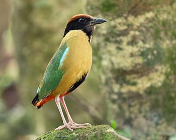 Noisy pitta