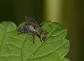 Unidentified fly (Stuttgart, Germany)