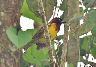 Giant weaver Species of bird