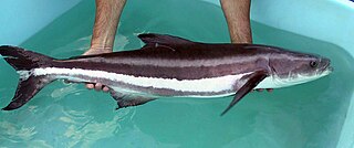 <span class="mw-page-title-main">Aquaculture of cobia</span>