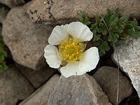 Ranunculus glacialis