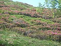 Rhododendron ferrugineum (Pyrenees)