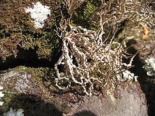 <i>Roccella</i> (lichen) Genus of lichens in the family Roccellaceae