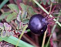 Černý šípek růže bedrníkolisté (Rosa pimpinellifolia)