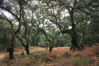 <span class="mw-page-title-main">Southwest Iberian Mediterranean sclerophyllous and mixed forests</span>