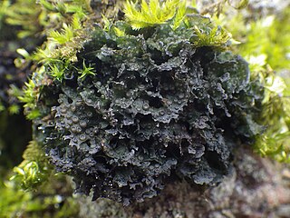 <i>Scytinium</i> Genus of lichen-forming fungi