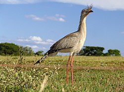 Kuoduotoji kariama (Cariama cristata)