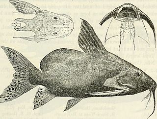 <i>Synodontis membranaceus</i> Species of fish