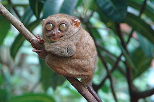 Philippine Tarsier