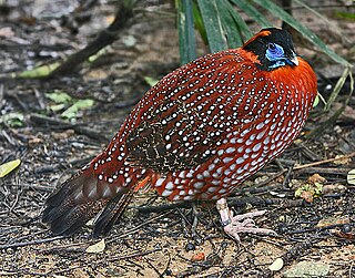 <span class="mw-page-title-main">Temminck's tragopan</span> Species of bird