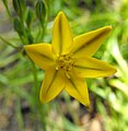 Triteleia ixioides