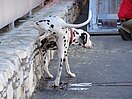 Urinating dog (7768361246).jpg