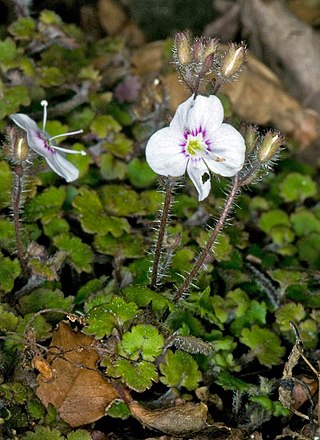 <i>Veronica jovellanoides</i> Species of flowering plant in the family Plantaginaceae