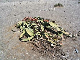 Welwitschia mirabilis (planta feminina com cones).