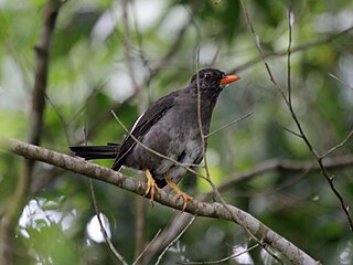 <span class="mw-page-title-main">White-chinned thrush</span> Species of bird