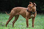 Thumbnail for File:000 American Pit Bull Terrier.jpg