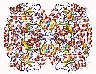 <span class="mw-page-title-main">Beta-alanine—pyruvate transaminase</span> Enzyme