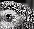 Animalphoto: African Grey Parrot (psittacus erithacus)